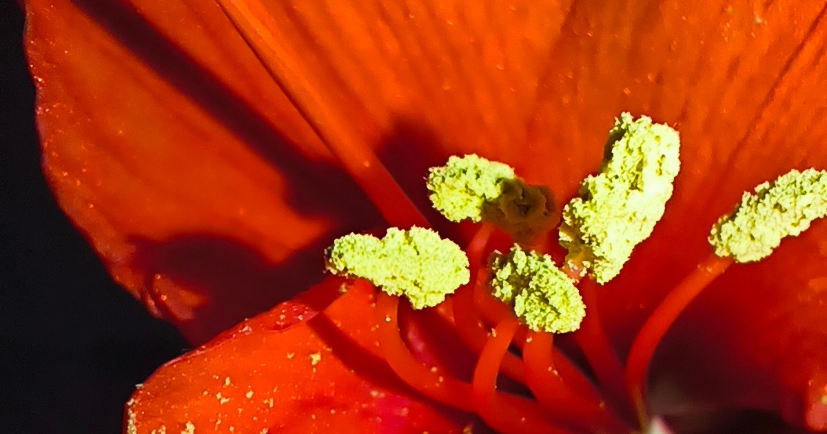 The phone that sees the night: Xiaomi Redmi Note 14 Pro 5g captures the magic of details