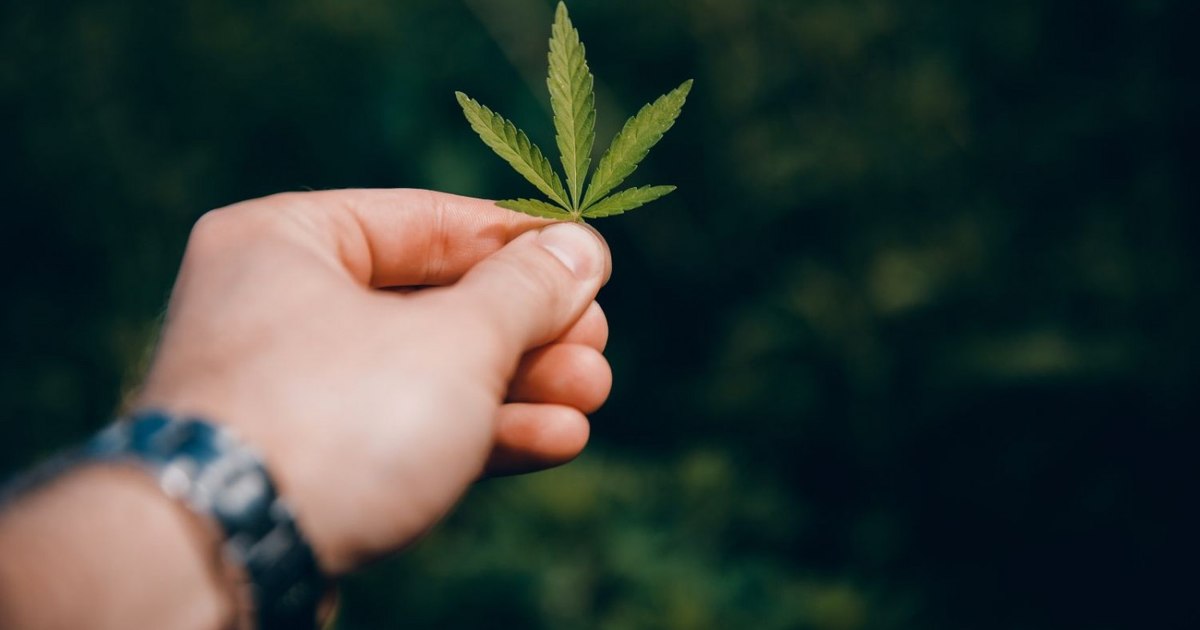 The project on the use of cannabis for medical purposes, debated in the Health Commission in the Chamber of Deputies