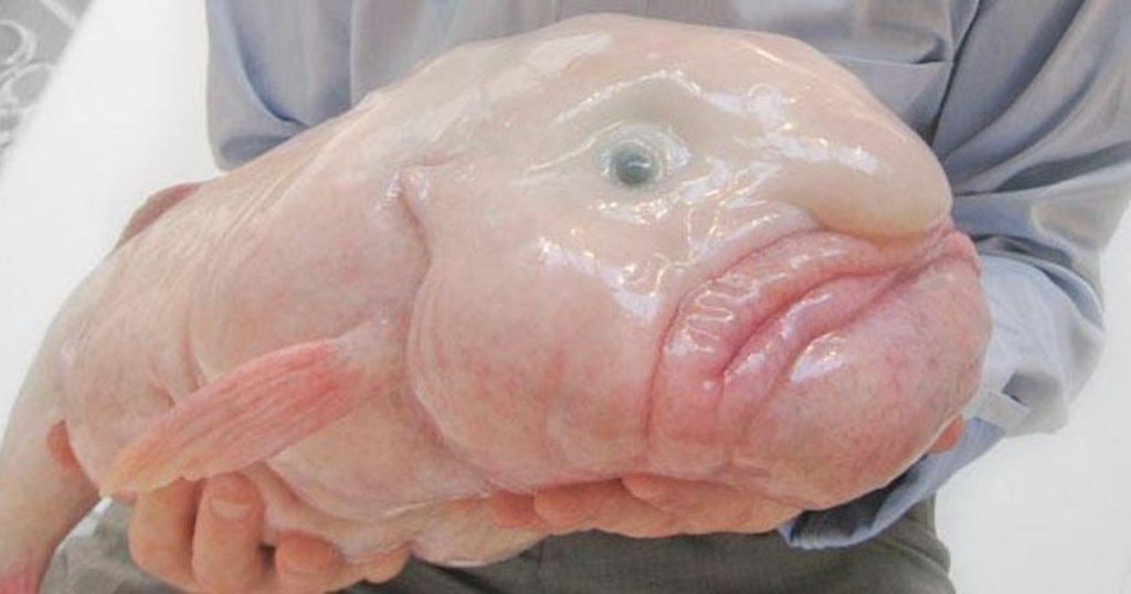 Blobfish, cataloged the most ugly animal in the world, chosen the fish of the year in New Zealand
