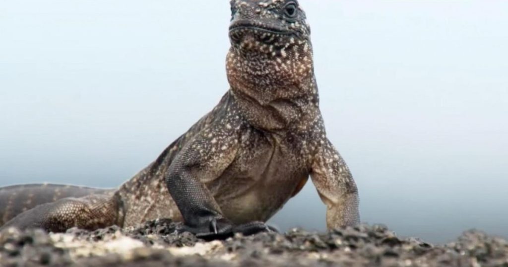 Iguns made the longest transoceanic journey of a 34 million -year -old terrestrial species