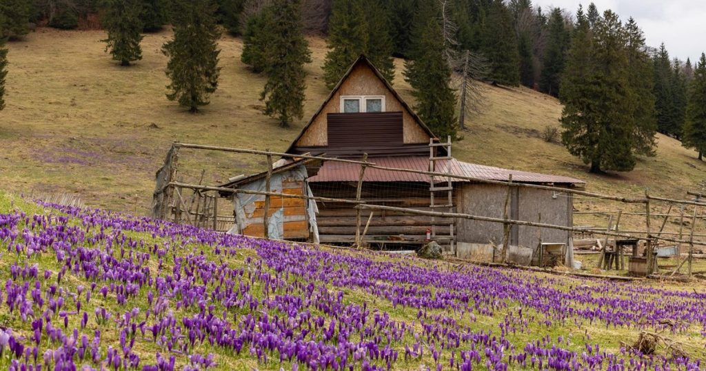 Photo the purple show of spring in the Apuseni Mountains. Poians in the paddlings flourished with brushes