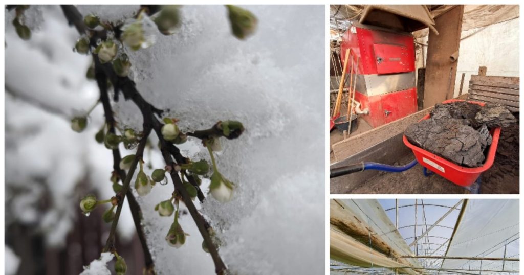 The March Snow came with white nights for vegetables but good signs for cereal cultivators