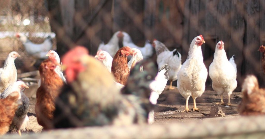 The rules that Romanians must follow when raising animals. How many birds are allowed to hold in the yard