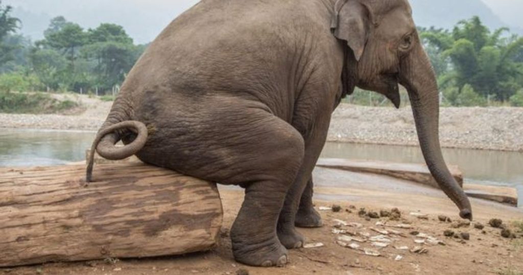 Transforming animal droppings into descendants, the project that could save endangered species