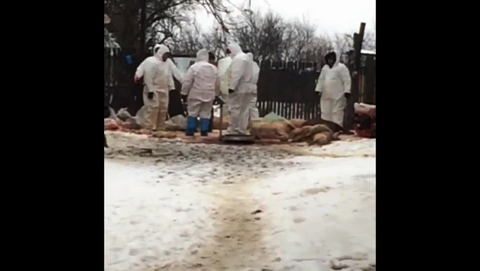 Pigs sacrificed in Romania African swine fever Photo archive