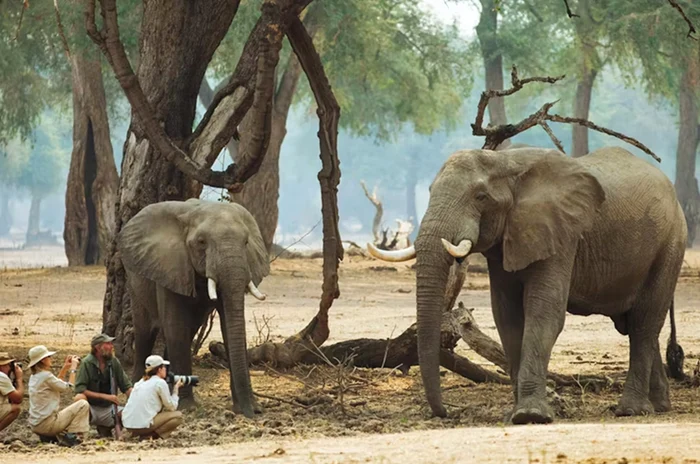 Image with a group of tourists photographing elephants from Zimbabwe in TimbuTravel photo safari