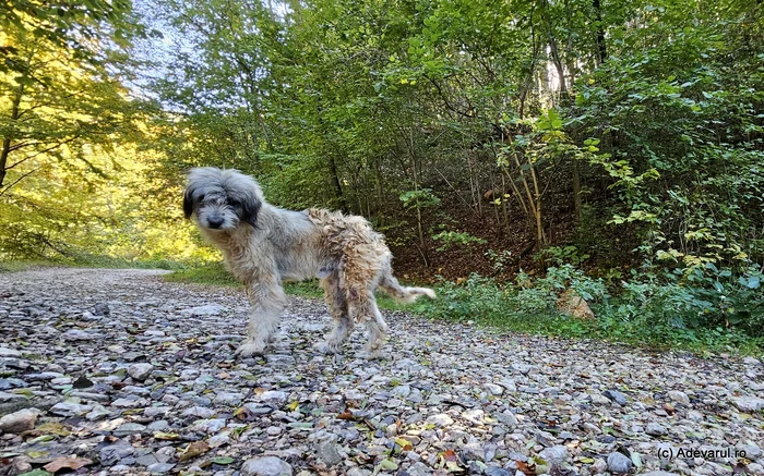 Dog on a road in the Șureanu Mountains, Cioclovina area. Photo: Daniel Guță