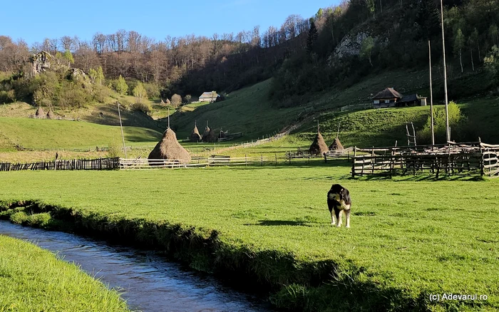 Dog in the bottom of the ponor. Photo: Daniel Guță Adevărul