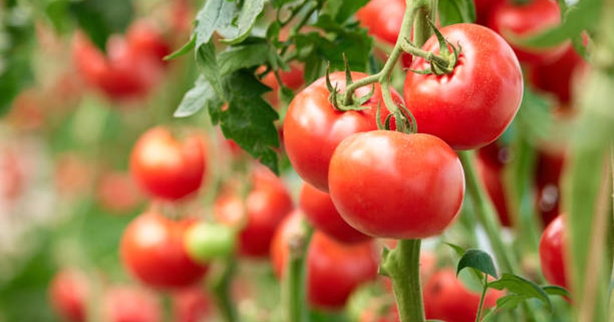 Premiere in the "Tomata" program. Florin Barbu: "It was approved for the next three years." What other changes are