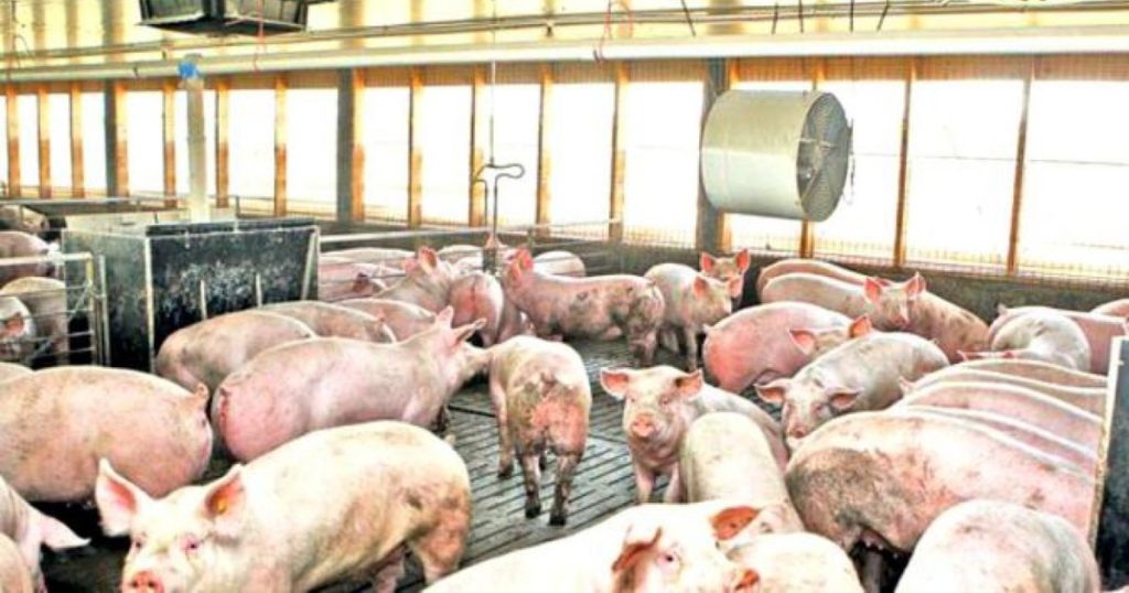 Romanian peasants risk being left without a pig in the household. Who is guilty of quick transmission of African swine fever