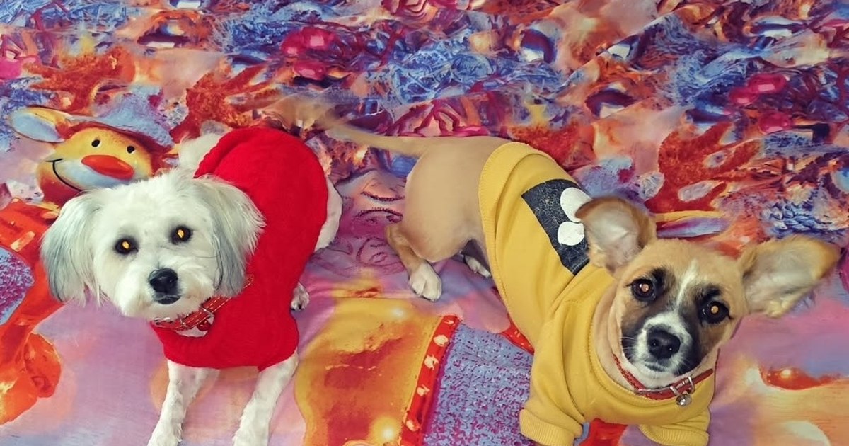 Shocking case. Two dogs, killed in a beating, after they scared a boy. Mother's reaction: "My child is a priority!"