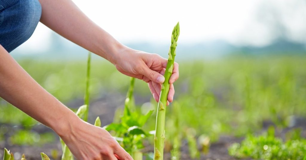 The couple of Romanians who, year by year, leave, harvest by asparagus, in Germany. How much they earn in two months: "The children are waiting for us"