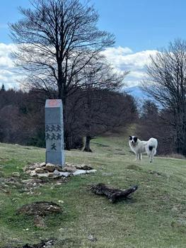 Hoinar dog source via Transilvanica Facebook (1) JPG