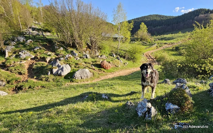 Dog in the bottom of the ponor. Photo: Daniel Guță Adevărul
