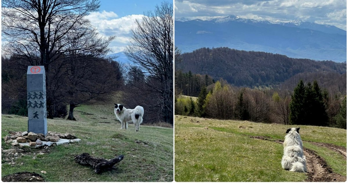 Video dogs wandering from Via Transilvanica arouse controversy: "They come after a piece of bread, but we are tired"