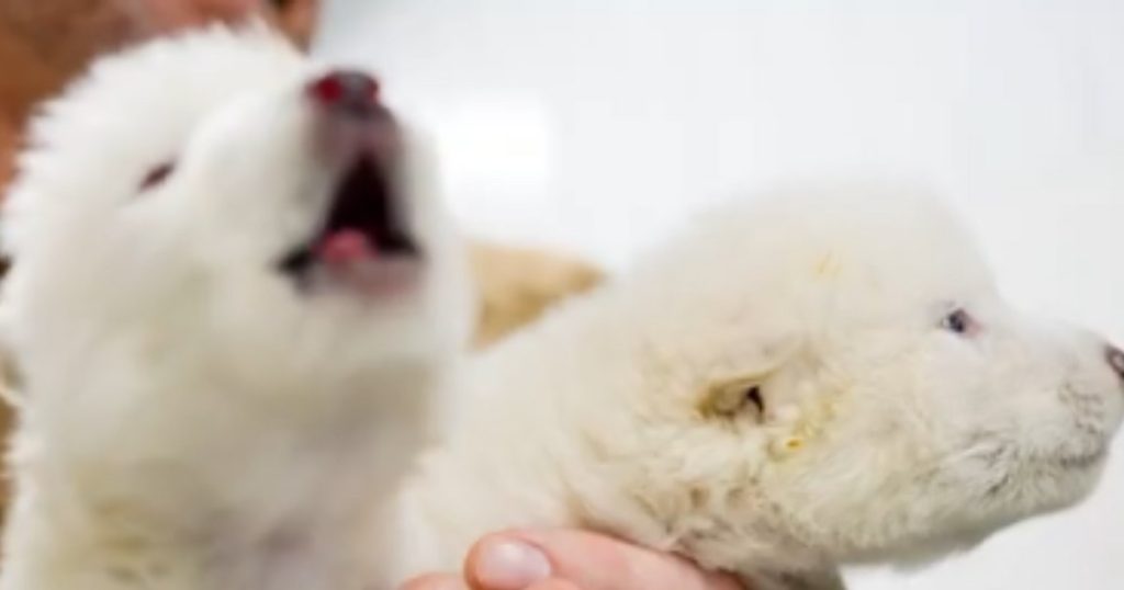 Video researchers say they brought to life a wolf species disappeared 10,000 years ago. "Meet Romulus and Remus"