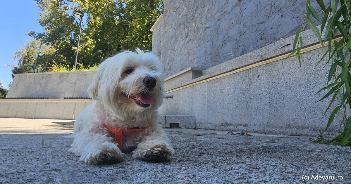Wave of irony on account of the "bicchoni epidemic": "Everyone walks with these mop heads after her"