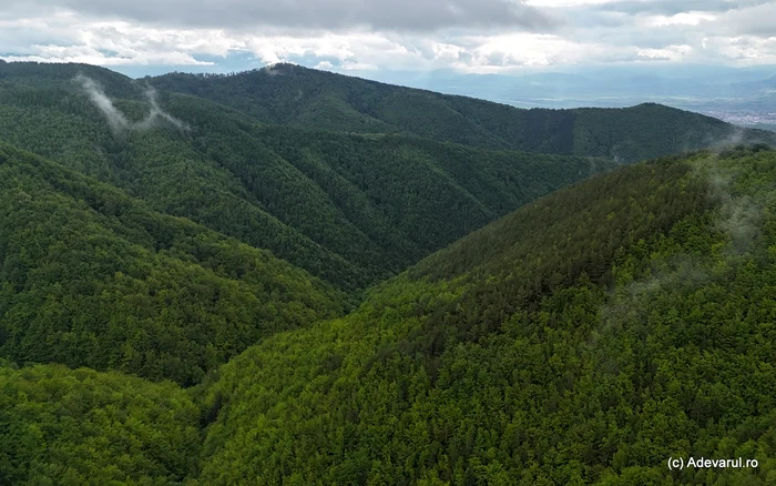 Mountains completely covered by forests. Photo: Daniel Guță. TRUTH