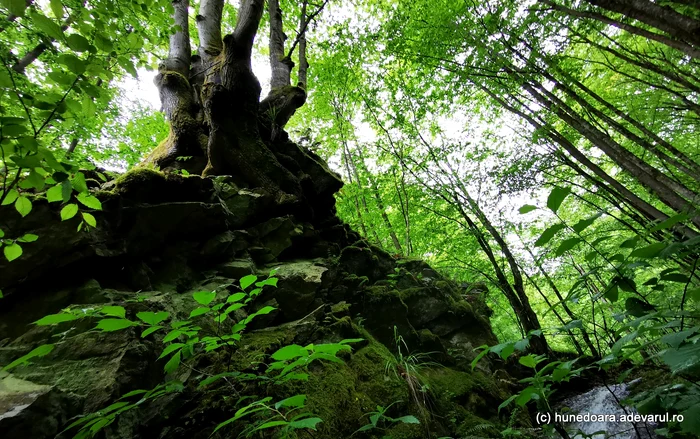 Forest. Photo: Daniel Guță. TRUTH