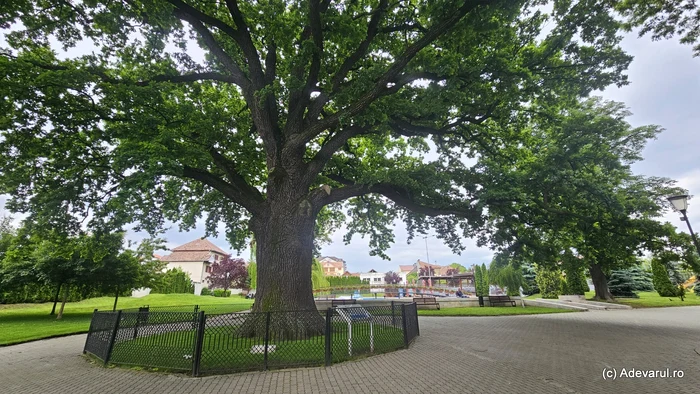 The oak of Avram Iancu. Photo: Daniel Guță. TRUTH