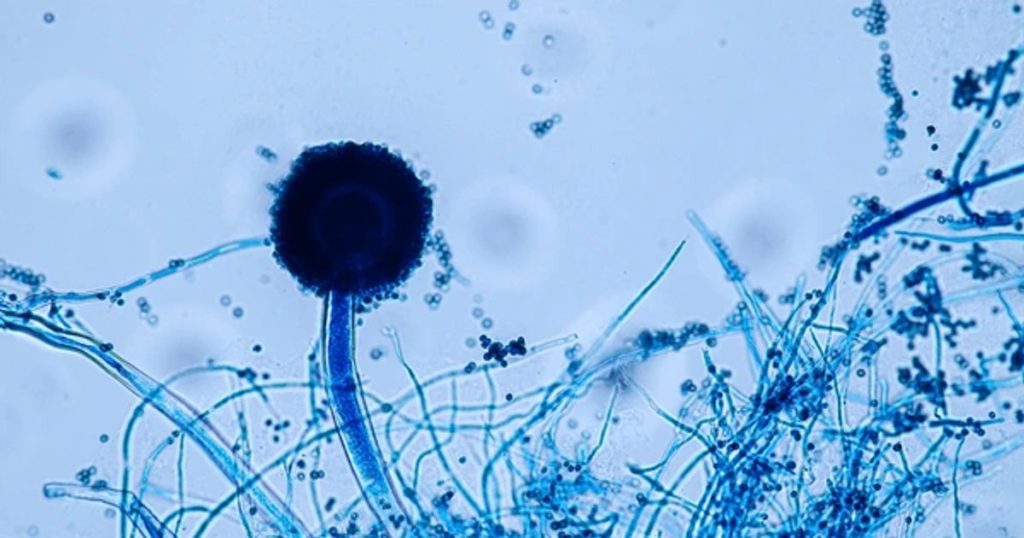 A killer fungus that "eats you from inside to outside" will multiply with global warming