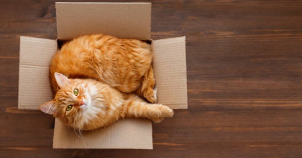 A university professor in Japan elucidated the mystery: Why do some orange fur have some cats