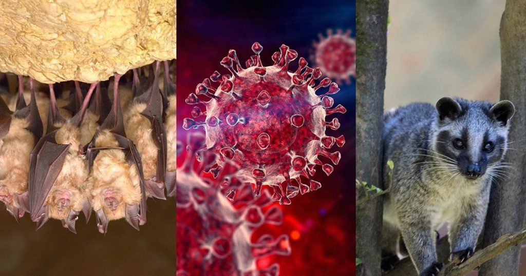 Bomb about the origin of Covid-19. Explosive study that shakes China's theory and rewrite the beginning of pandema