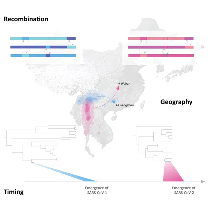 The map of natural evolution and migration of SARS viruses through the trade with wild animal animal