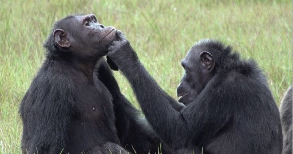 Cimpanzees are related to personal hygiene and health just like humans. They take care of their wounds and cleanse after they mate