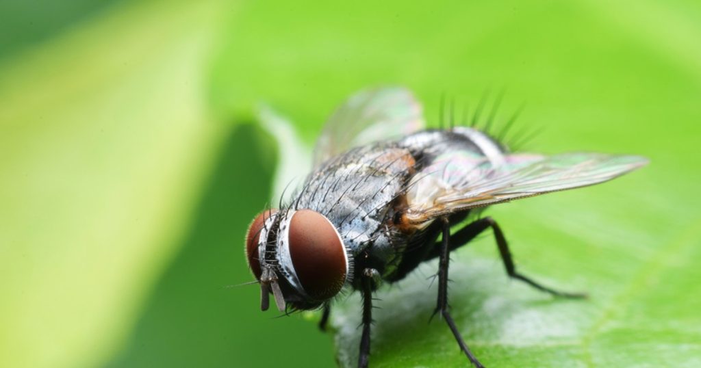 Summer! The ingredient with which we keep the flies away from home. Anyone has it in the kitchen