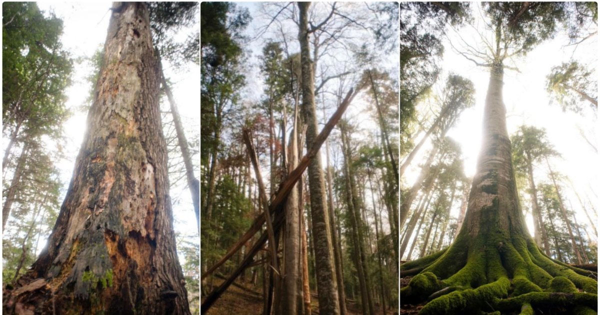 The secret of untouched forests in Romania, with trees for hundreds of years. Where are the "green giants" of the Carpathians