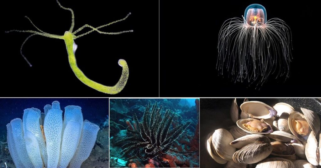 Video Top 5 Longevive creatures on Earth. Mysteries of immortality from the depths of the ocean