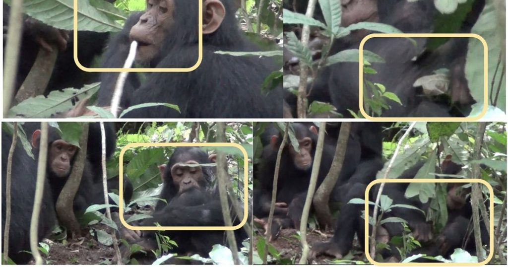 Video chimpanzees are wiped with leaves after sex and toilet: the discovery that questions the human uniqueness