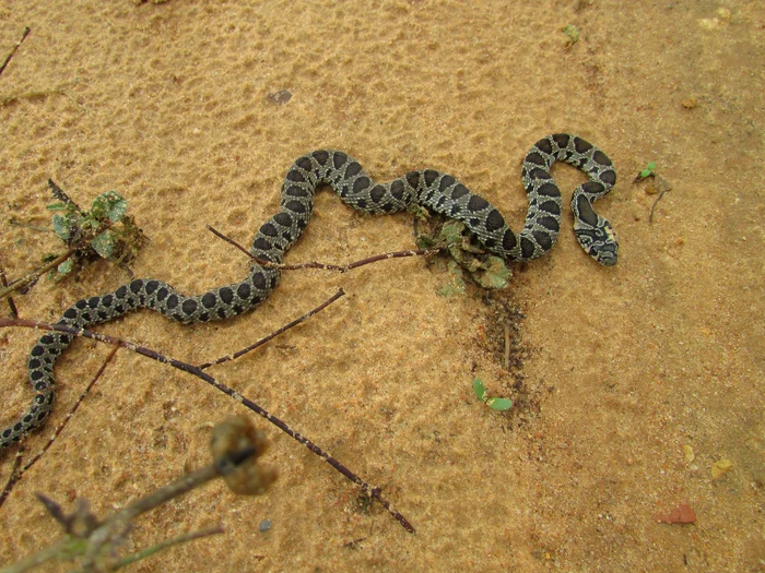 Hemorrhois hippocrepis/photo: wikipedia