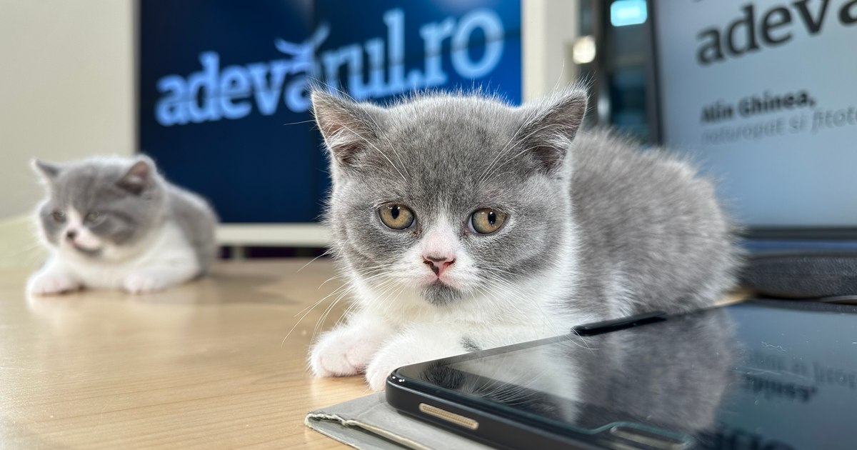 Video and cats will pay VAT increased. What solutions are there to protect pets?