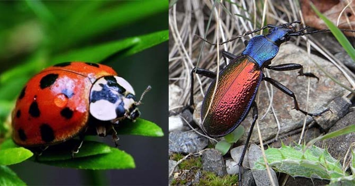 Insects can hear the sounds of plants and avoid noisy ones. The study that amazed the researchers