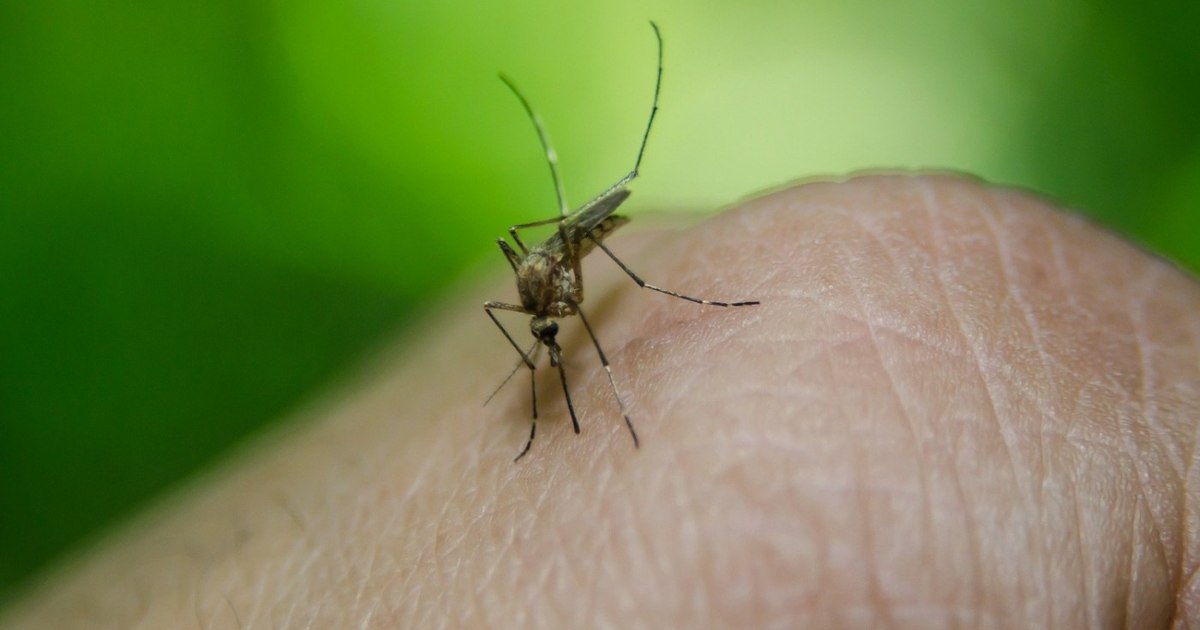 The balance of West Nile infection in the first two months of summer: 2 confirmed cases, one probably. How to keep yourself from mosquito stings