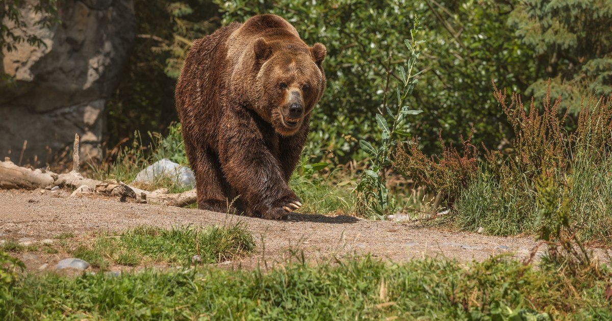 VIDEO How useful are the sprays for bears on the mountain. "There is little chance of having to use them"