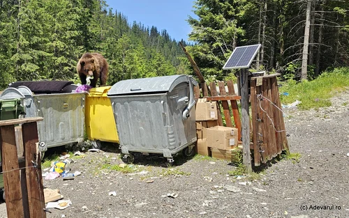 Bear on Transfagărășan photo Daniel Guță Adevărul (156) JPG