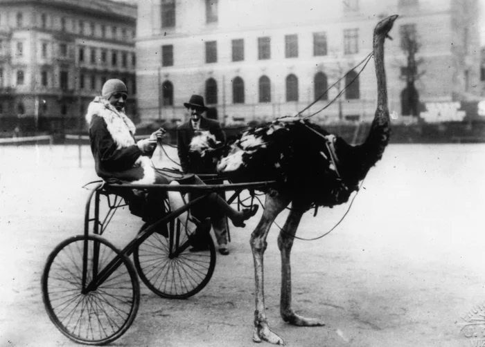 Josephine Baker and the famous ostrich -drawn carriage. Photo: Getty Images