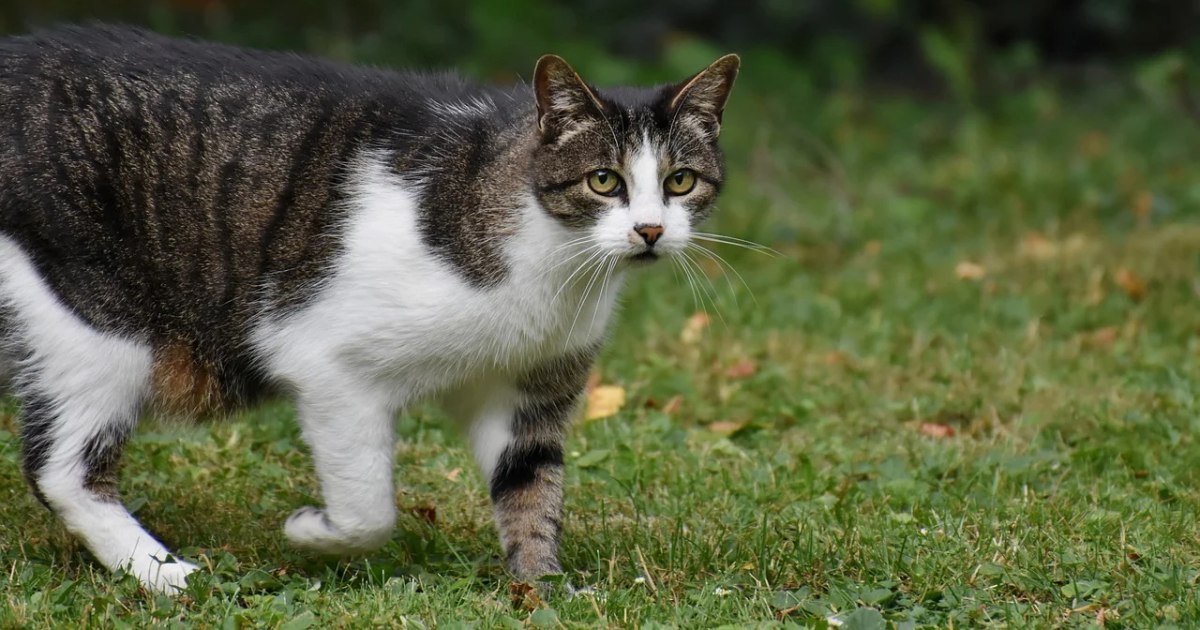 Cats develop dementia similar to people affected by Alzheimer's. Discovery, important for disease research