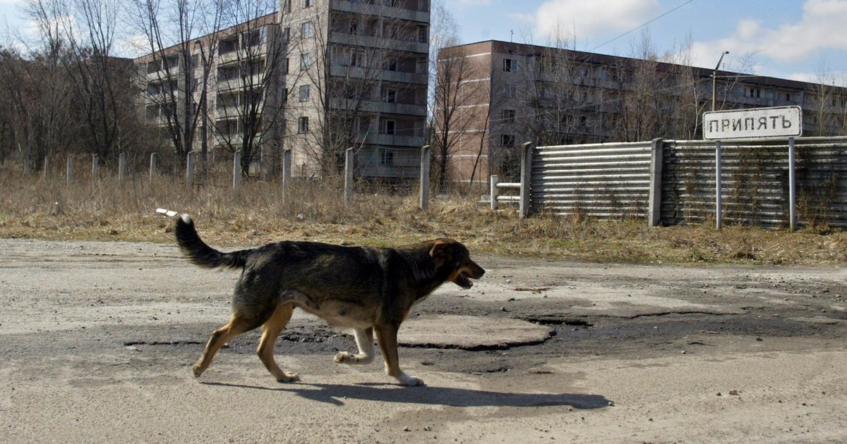 Chernobyl dogs evolve at a record rate. How radiation acts on their DNA