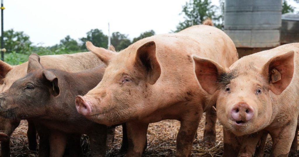 Medical premiere: pork lung transplanted into a patient in brain death. Worked for nine days