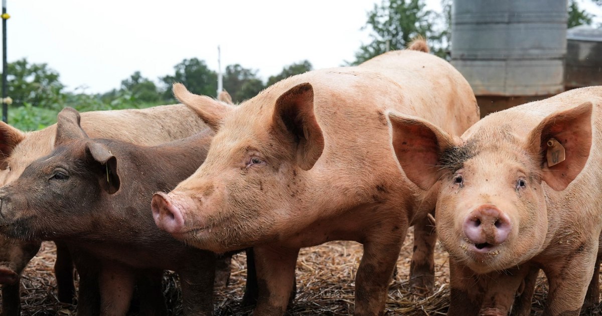 Medical premiere: pork lung transplanted into a patient in brain death. Worked for nine days