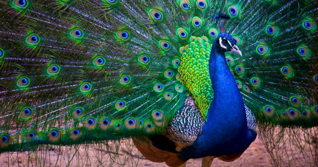 Paunes can turn their tail feathers into true lasers. A remarkable discovery in the animal world
