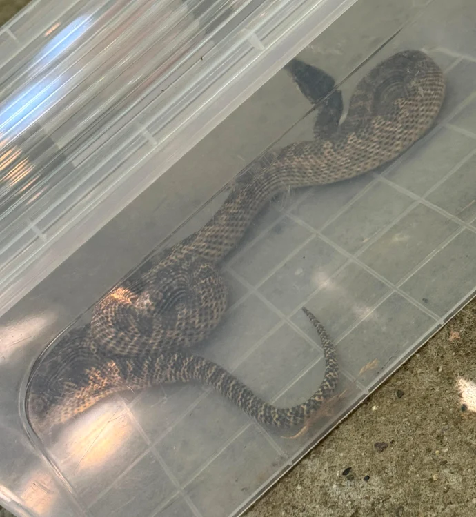 Dobrogean dragon was released photo: Constanta Gendarmerie