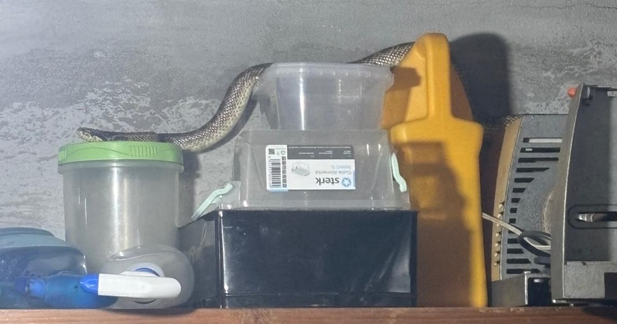 Snake over one meter, from a species protected by law, captured by the gendarmes in a housing