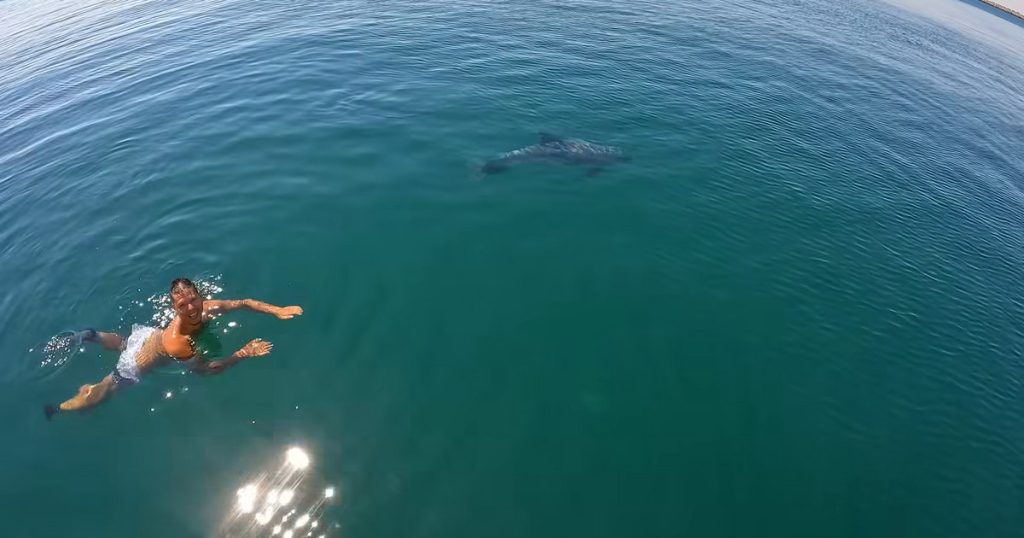 Spectacular meeting in the Black Sea: A friendly dolphin returned to a tourist, to the amazement of all
