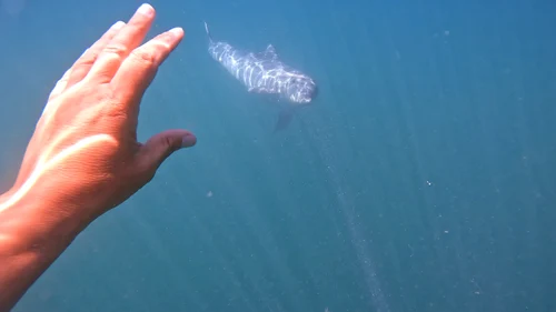 Images with dolphin have made the Internet / Photo source: the man with the branches