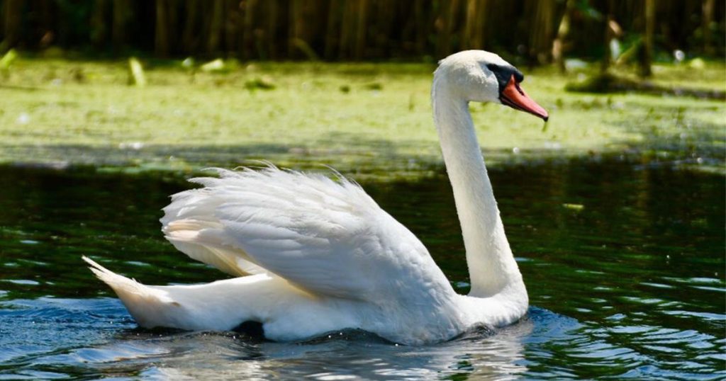 Top 7 unraveling attractions in the Danube Delta - Complete Guide for an Authentic Estate